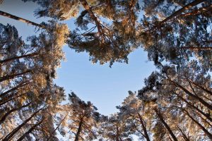 Heart Trees