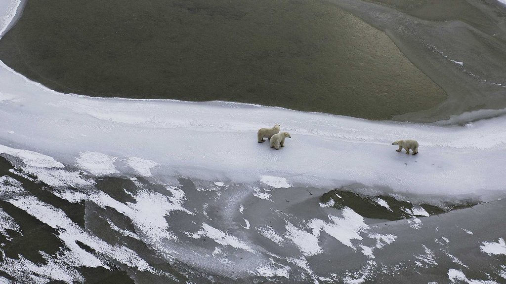 Hudson Bay Polars