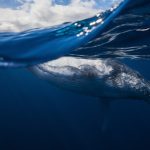 Humpback Whale Reunion