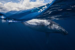 Humpback Whale Reunion