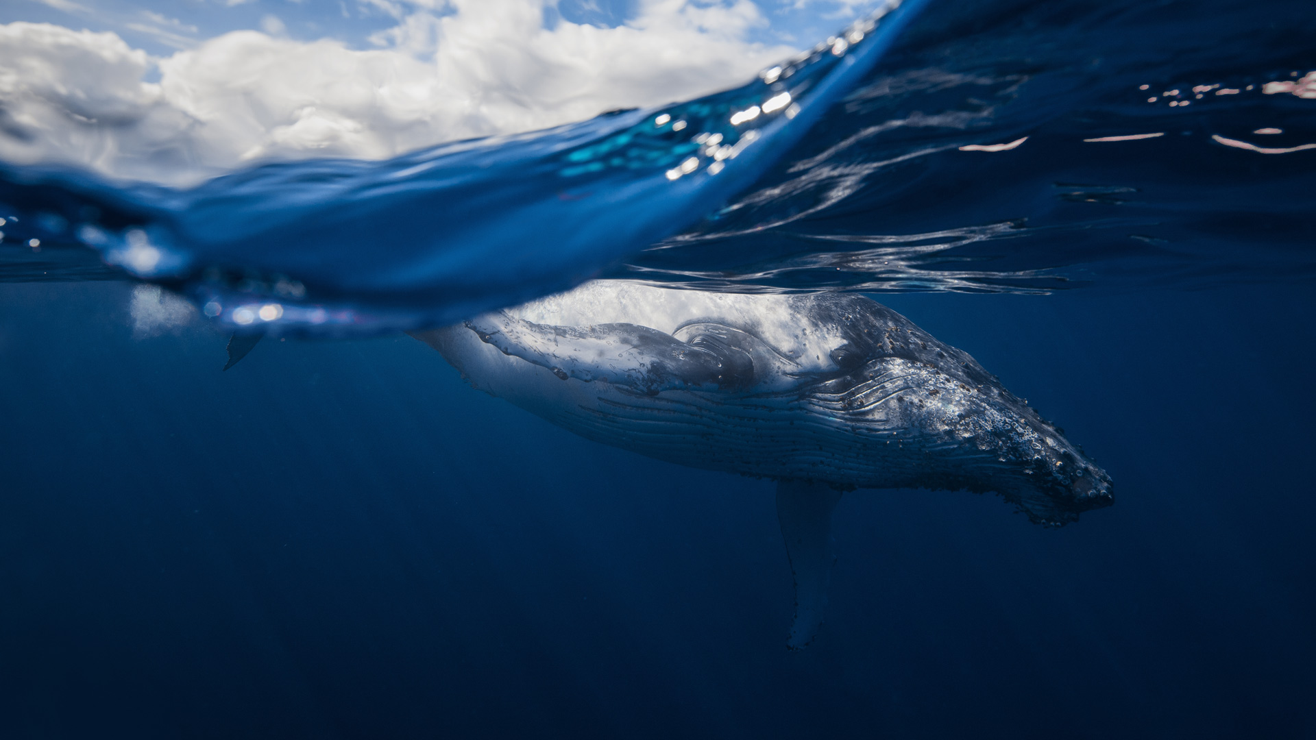 Humpback Whale Reunion