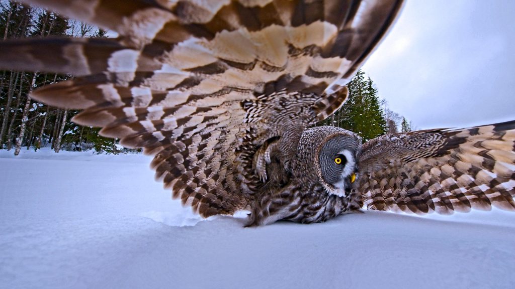 Hunting Owl