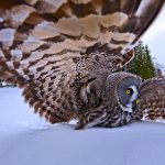 Hunting Owl