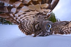 Hunting Owl