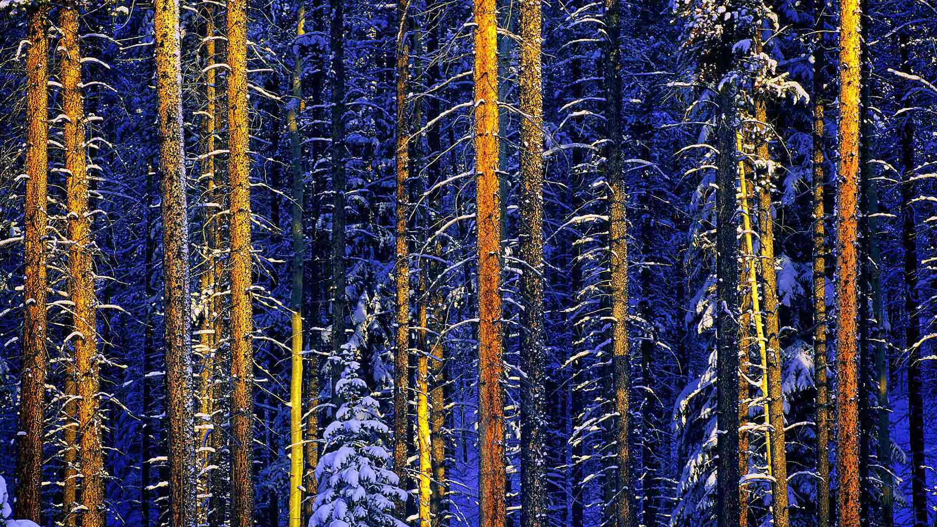 Jasper Trees