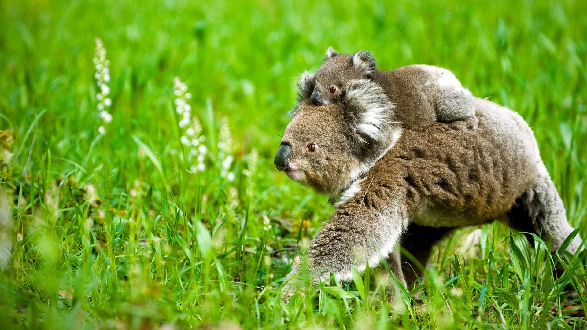 Koala Mom Joey