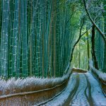 Kyoto Bamboo