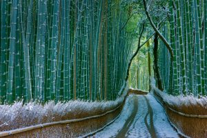 Kyoto Bamboo