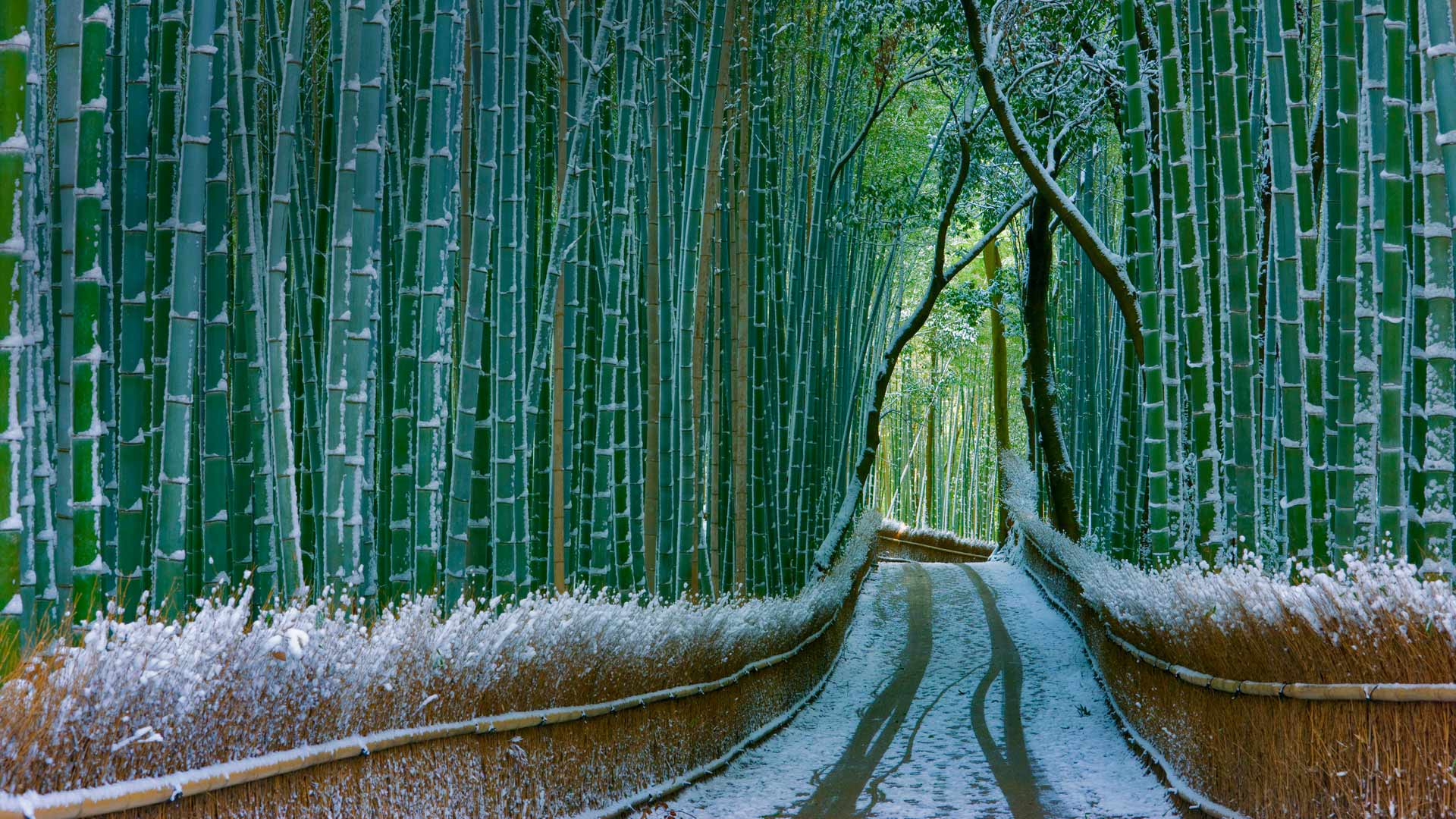 Kyoto Bamboo
