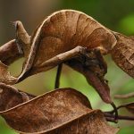 Leaf Tail Gecko