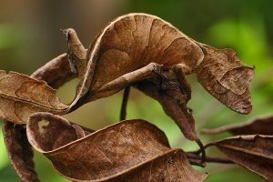 Leaf Tail Gecko