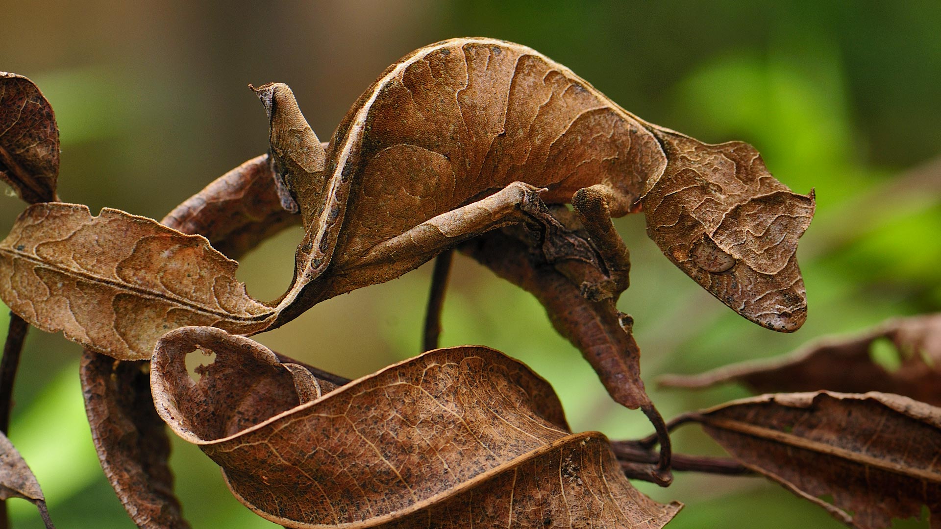 Leaf Tail Gecko