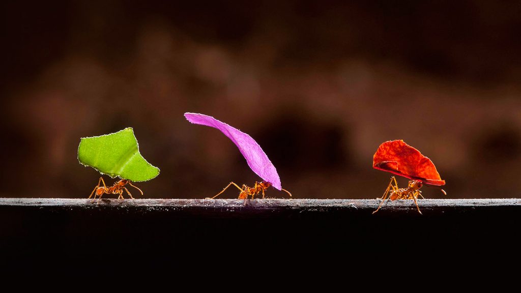 Leafcutter Ants