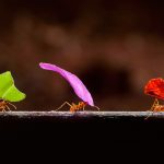 Leafcutter Ants
