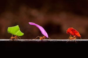 Leafcutter Ants