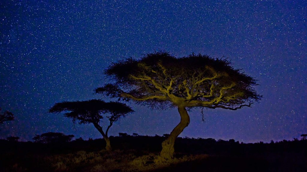 Lewa Acacia