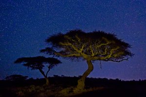 Lewa Acacia