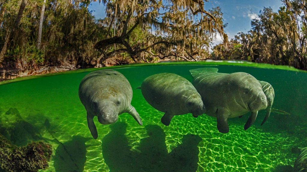 Manatee Awareness