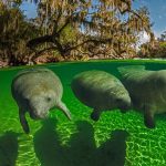 Manatee Awareness