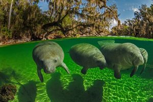 Manatee Awareness