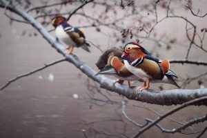 Mandarin Ducks UK