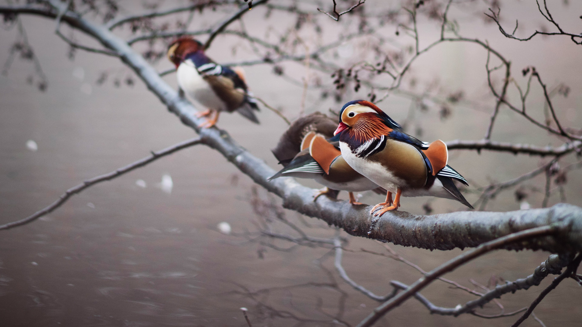 Mandarin Ducks UK