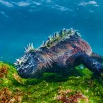 Marine Iguana