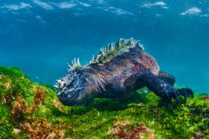 Marine Iguana