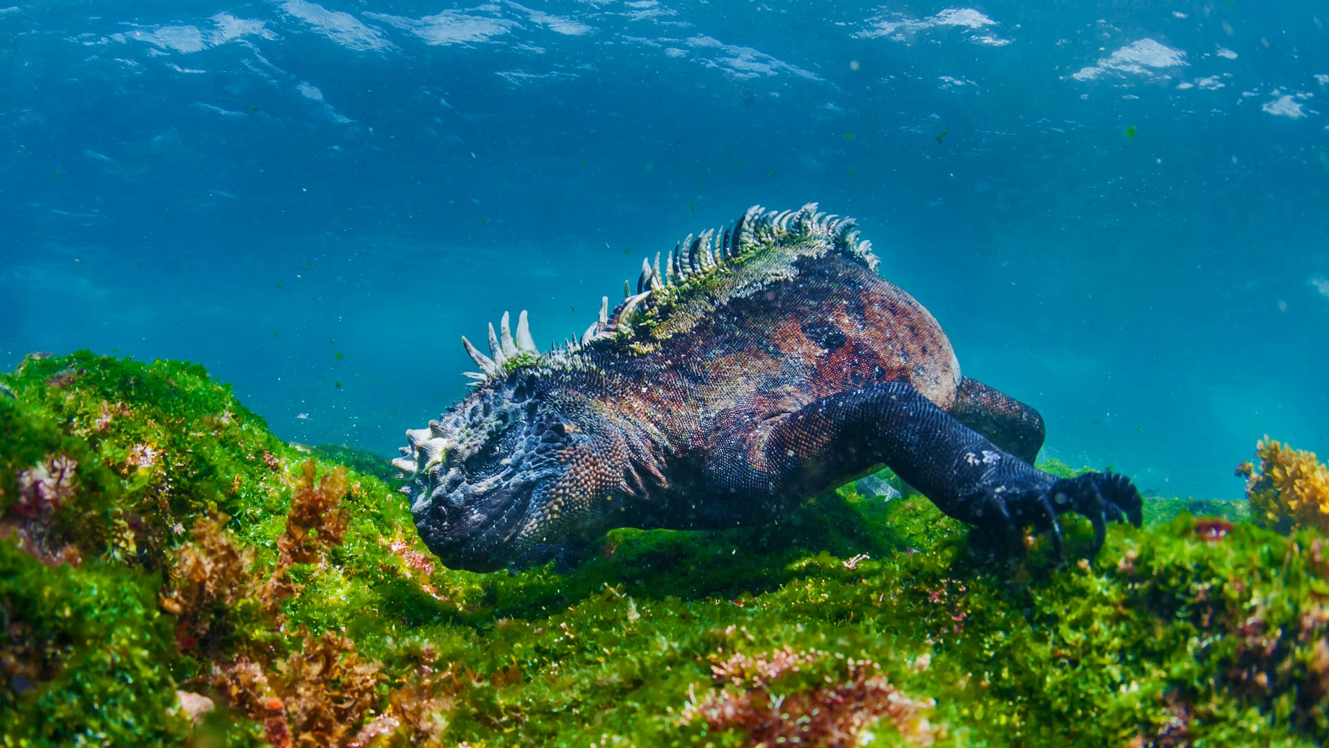 Marine Iguana