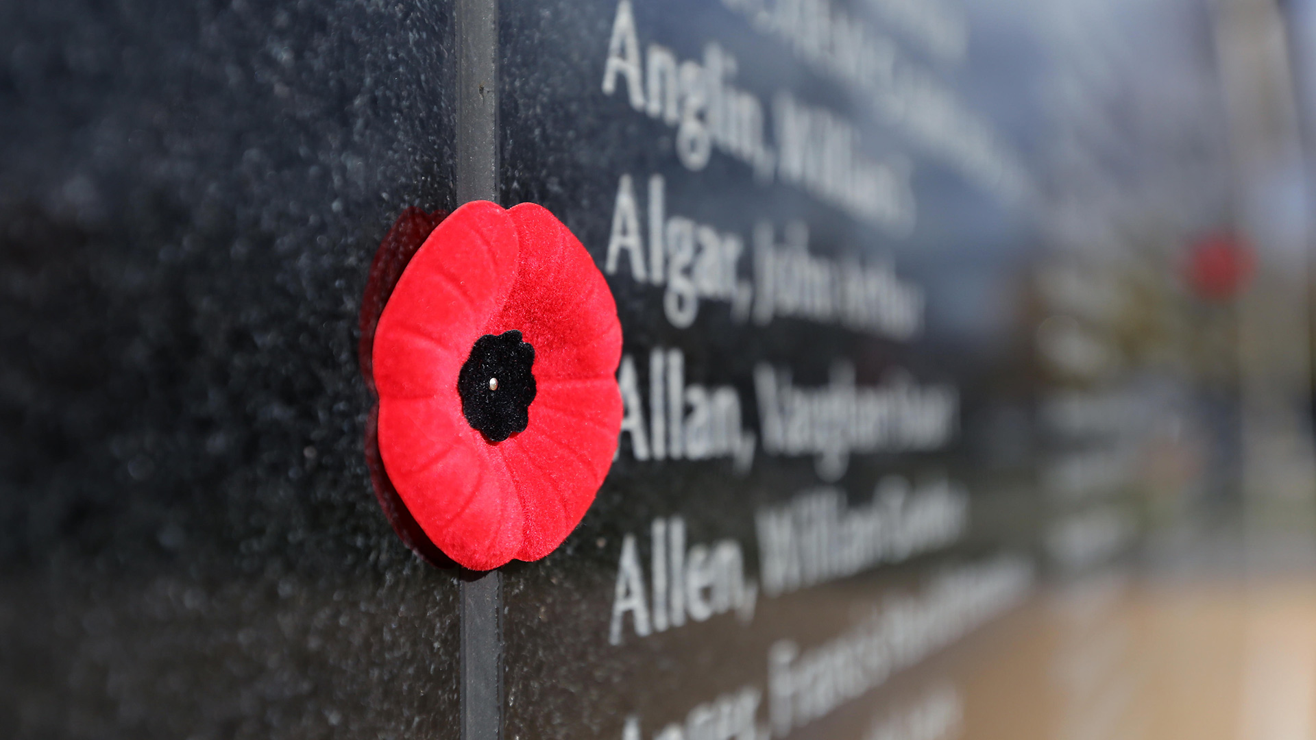 Memorial Poppy