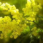 Mimosa Sainte Catherine Day
