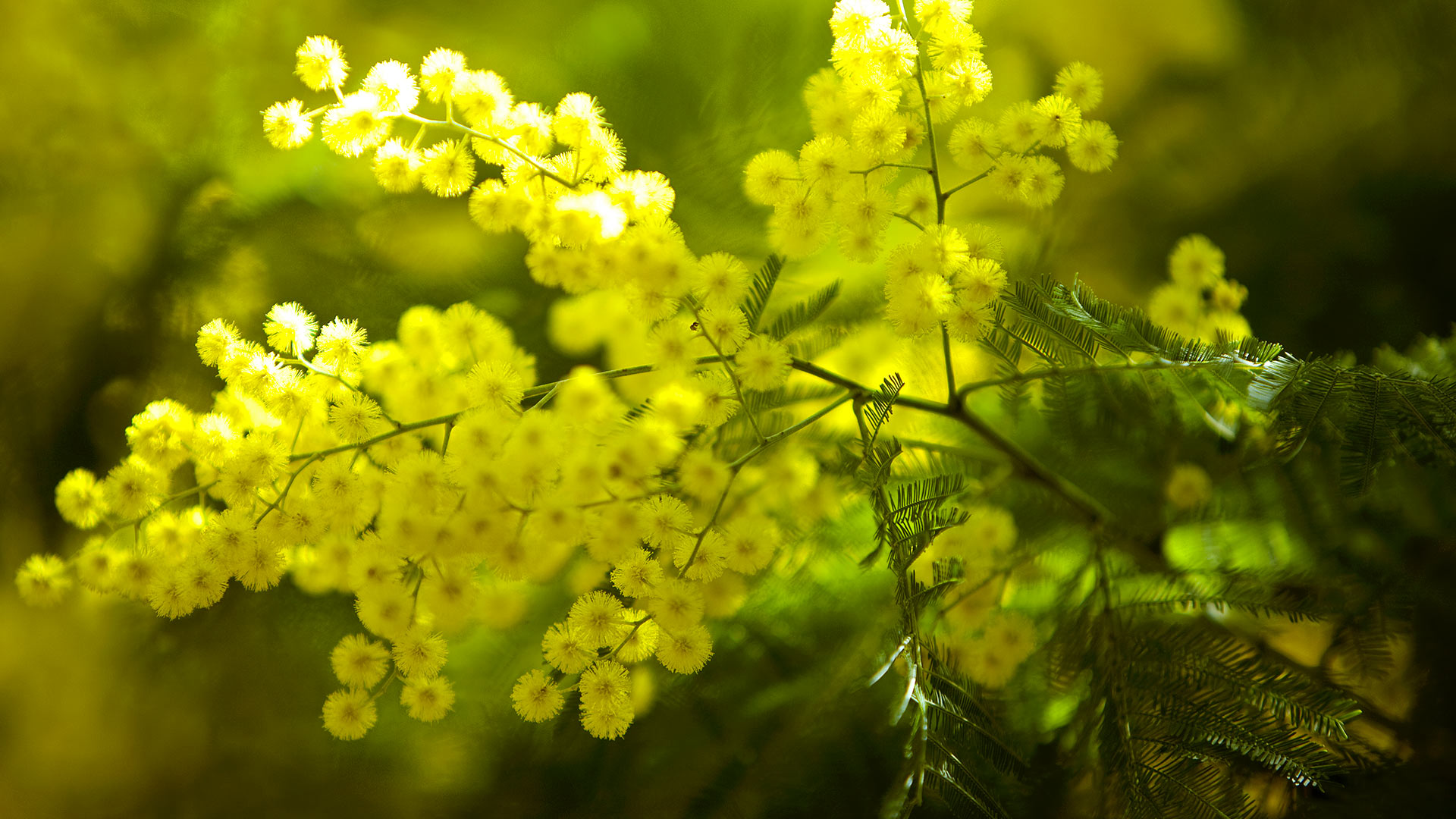 Mimosa Sainte Catherine Day