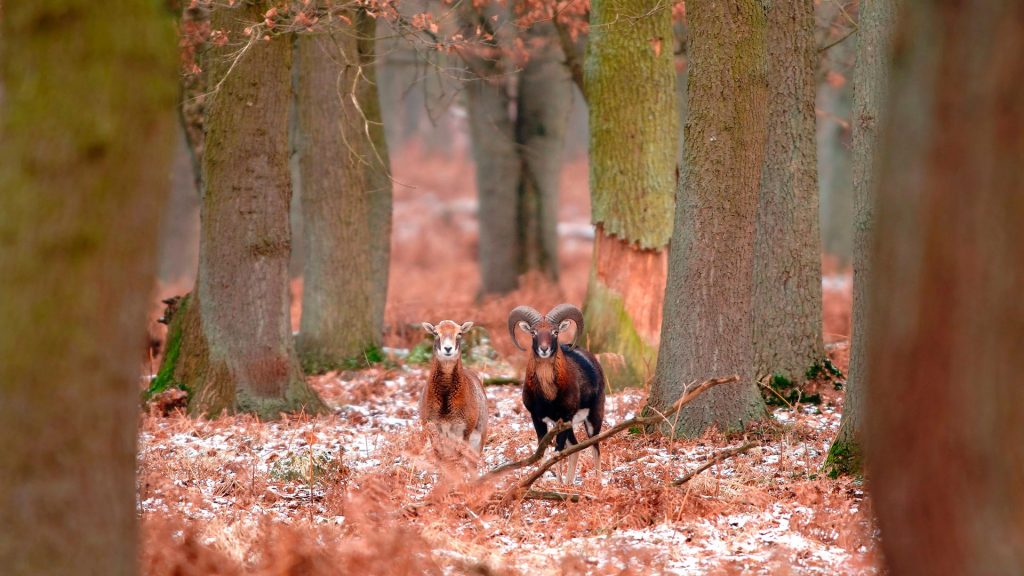 Mouflons Forest