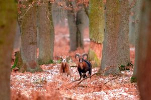 Mouflons Forest