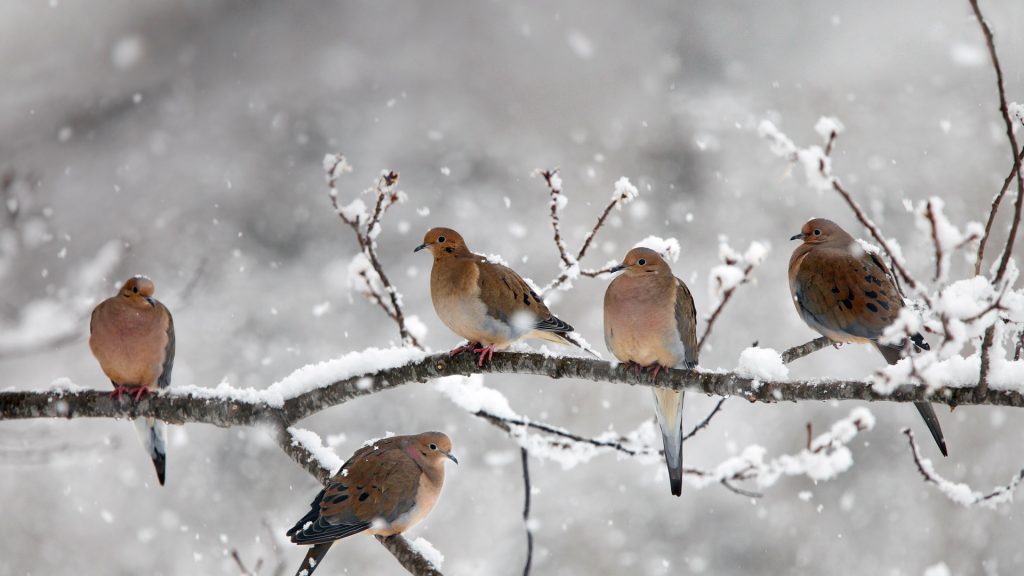 Mourning Doves