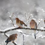 Mourning Doves