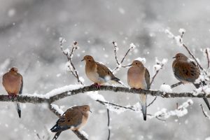 Mourning Doves