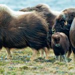 Muskoxen