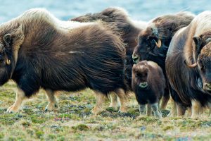 Muskoxen