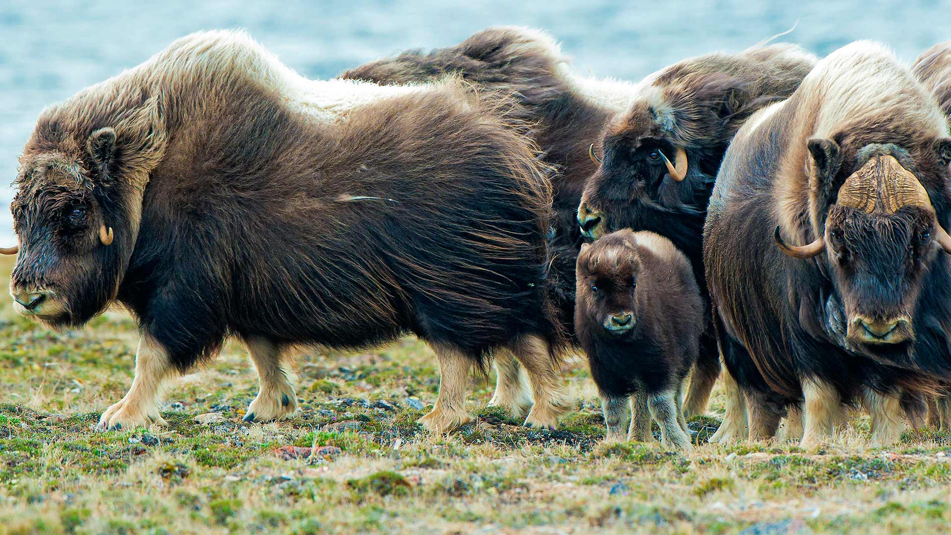 Muskoxen