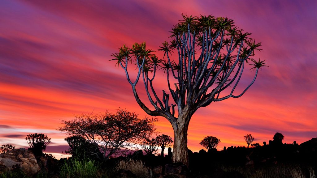 Namibia Quiver Tree