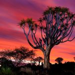 Namibia Quiver Tree