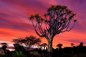 Namibia Quiver Tree