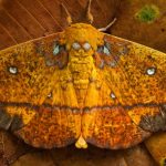 Napo River Moth