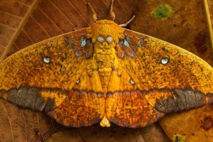 Napo River Moth