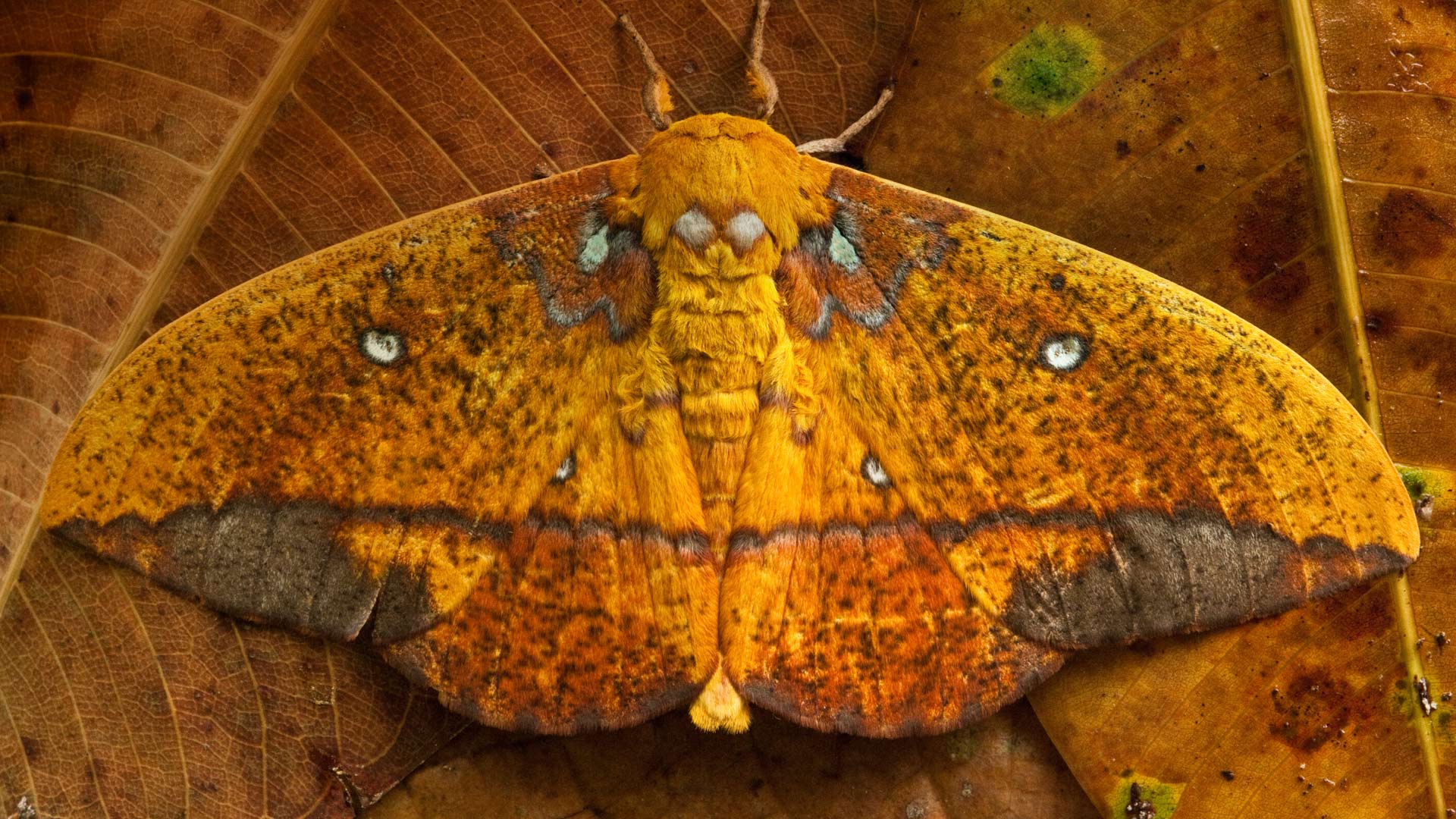 Napo River Moth