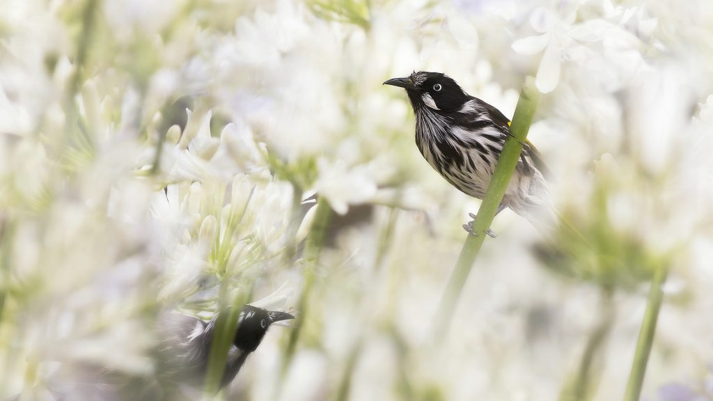 New Holland Honeyeaters