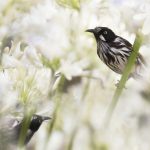 New Holland Honeyeaters