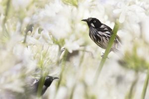 New Holland Honeyeaters