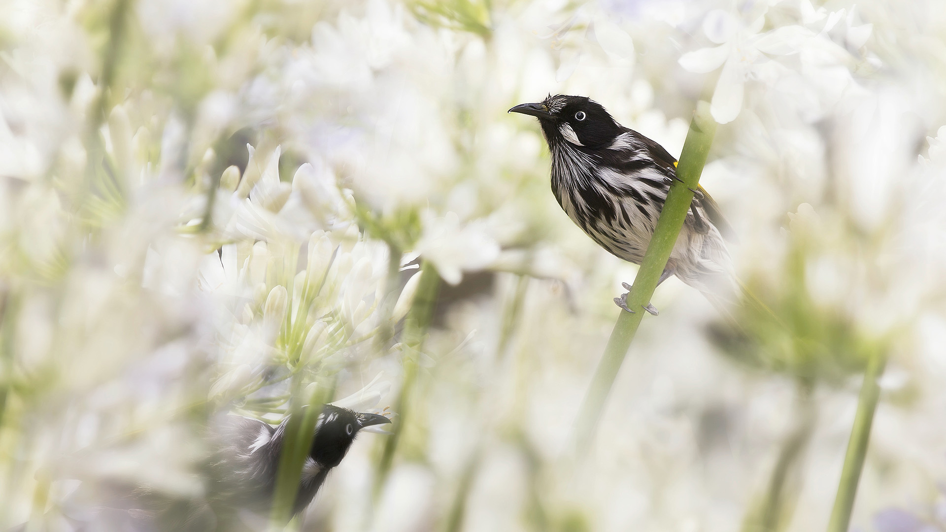 New Holland Honeyeaters